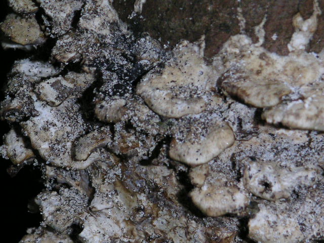 a0020929_8505944.jpg