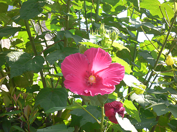 c0069048_651453.jpg