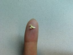 e0063981_2143312.jpg