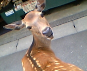 e0025497_1352417.jpg