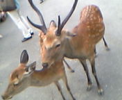e0025497_135640.jpg