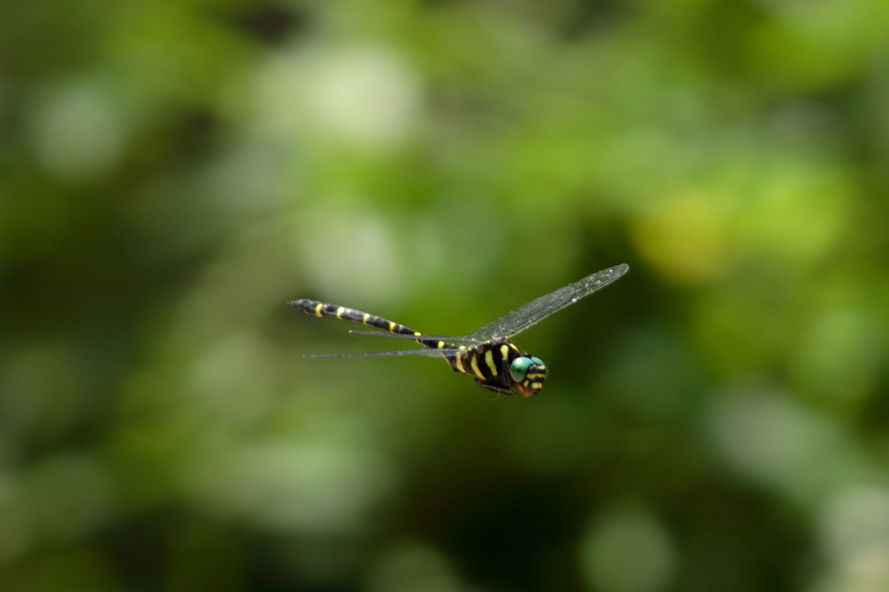 d0085715_14144113.jpg