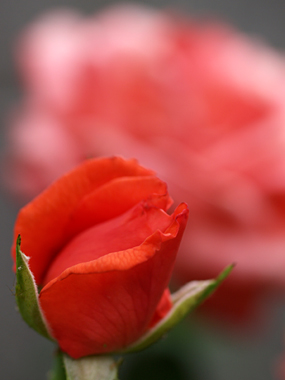 a0003746_14342178.jpg
