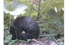 c0011446_1443157.jpg