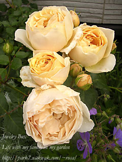 f0051194_1358223.jpg