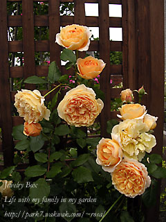 f0051194_1359023.jpg