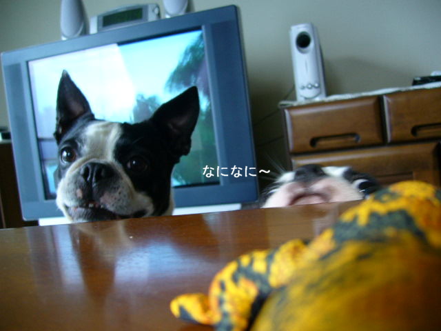 d0070702_7382249.jpg