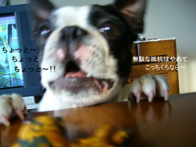 d0070702_7451328.jpg