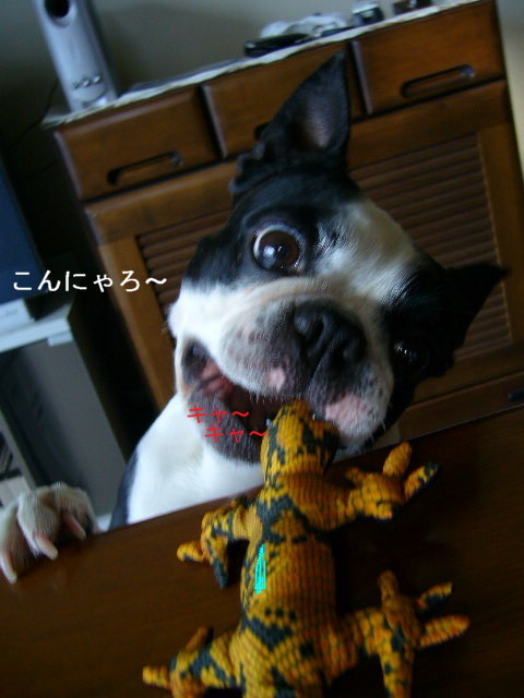 d0070702_7504428.jpg