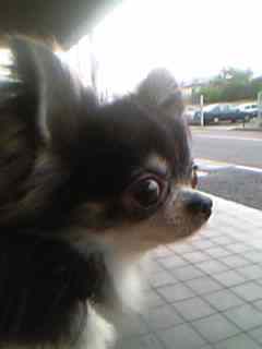 a0079803_1745887.jpg