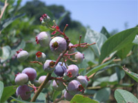 b0034422_120840.jpg
