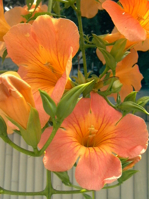 c0073633_13363730.jpg