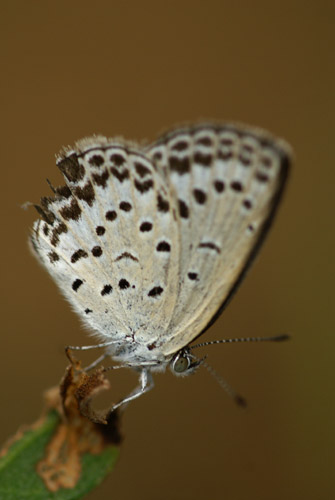 a0003746_14395519.jpg