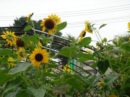 f0046854_2019994.jpg