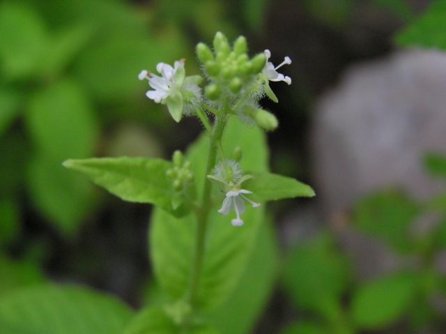 c0042869_2053824.jpg