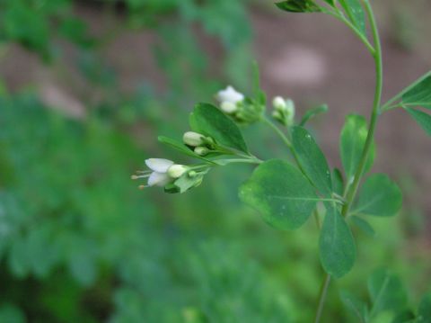 c0042869_2055581.jpg