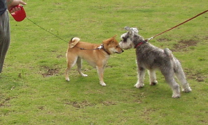 f0004309_20455933.jpg