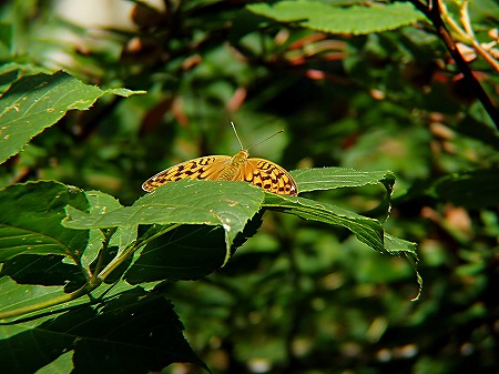 b0025738_046484.jpg