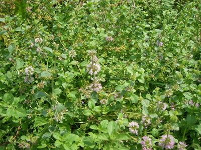 f0070493_1765794.jpg