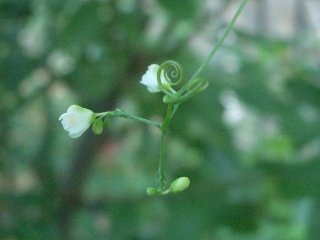 b0061107_2348227.jpg