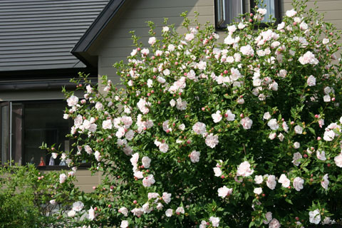 e0001123_222695.jpg