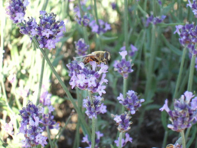 e0064133_0151519.jpg