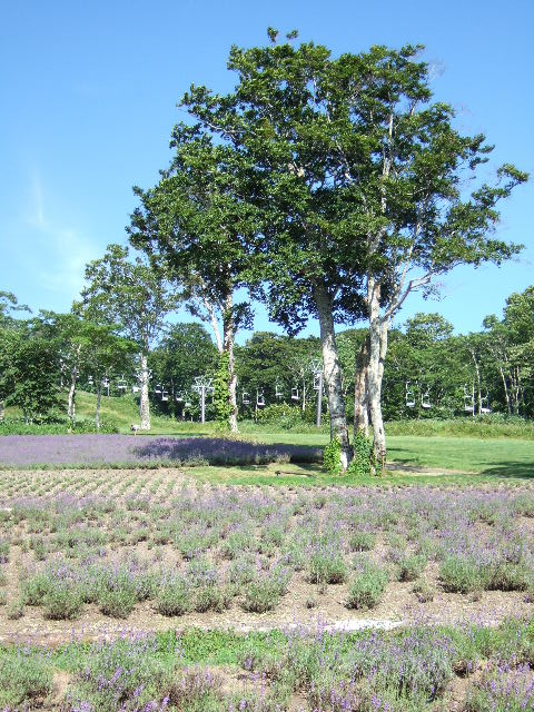 e0064133_0153077.jpg