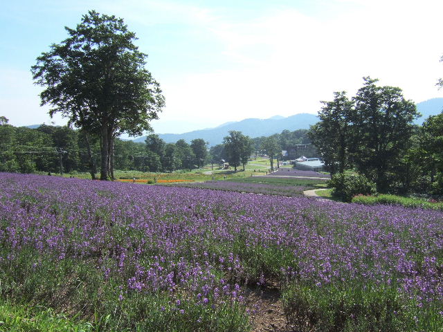 e0064133_0154710.jpg