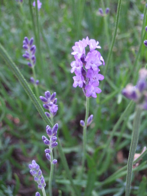 e0064133_0163010.jpg