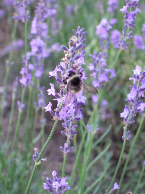 e0064133_0172229.jpg