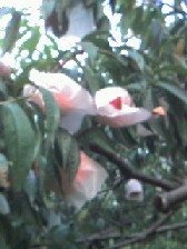 f0052337_10151290.jpg