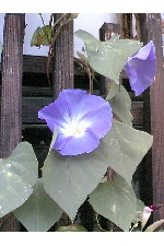 c0011446_23563236.jpg