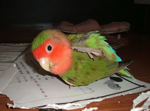 c0004750_2058253.jpg