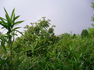 a0063364_22415798.jpg