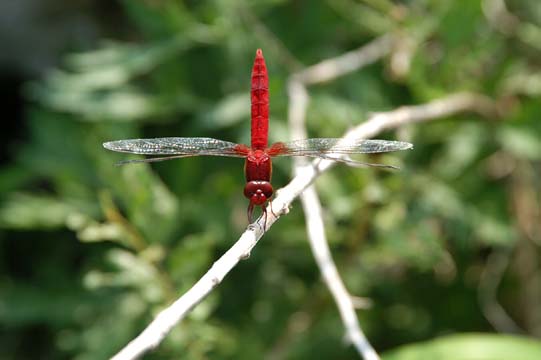 e0082981_20501737.jpg