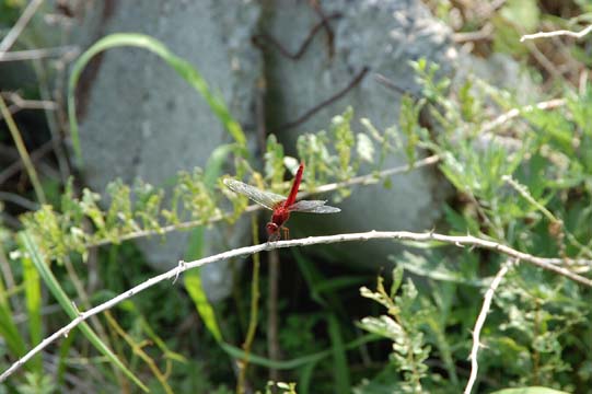 e0082981_2050741.jpg