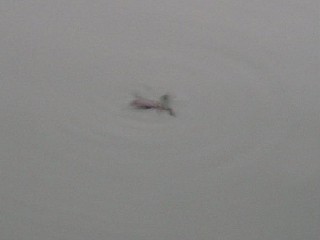 e0052088_11295469.jpg