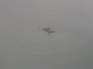 e0052088_1130956.jpg