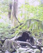 c0000816_21375563.jpg