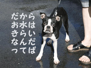 e0080117_0322229.gif