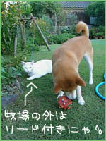 c0060620_1748455.jpg