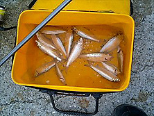 f0039934_11293214.jpg