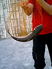 f0039934_11304191.jpg