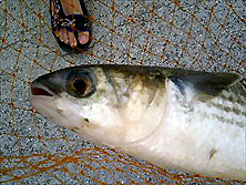 f0039934_1136157.jpg