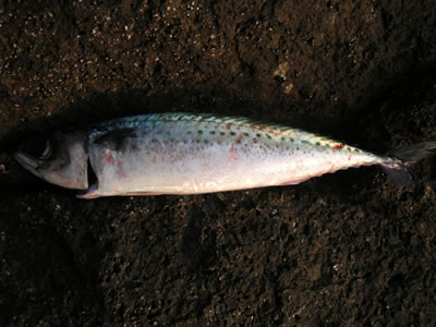e0018843_21522176.jpg