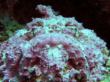 d0065247_1834235.jpg