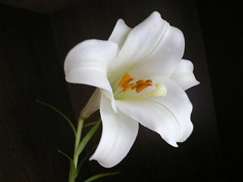c0069048_103112.jpg