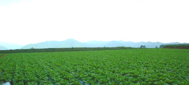 b0027524_0381716.jpg