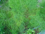 b0027524_14872.jpg