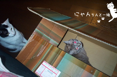 e0031853_8592792.jpg